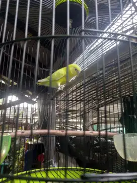 Burung parkit wrna lemon