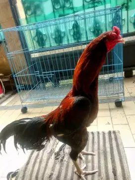 Ayam bangkok Pama koytrad