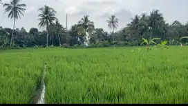 jual sawah aktif sumedang jawa barat