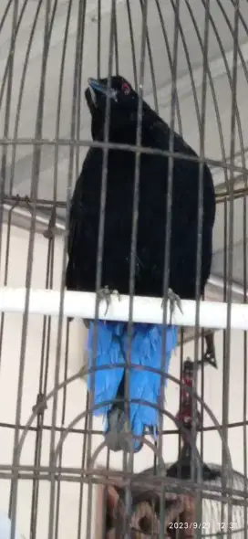 Cucak biru Jantan