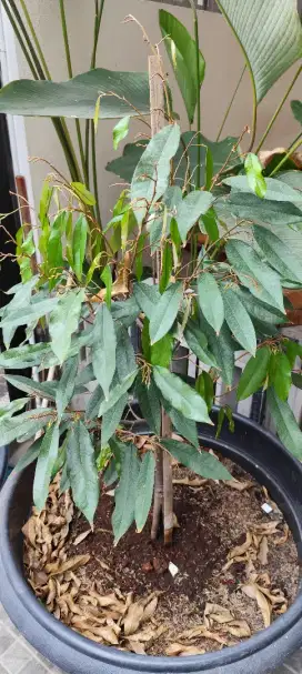 POHON DURIAN MUSANGKING 1m lebih