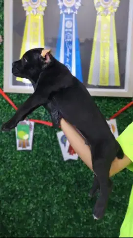 DIJUAL CANE CORSO SPECIAL EDITION