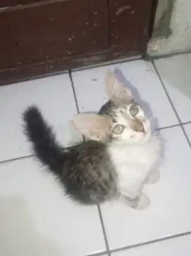 Mixdome BETINA usia 3 bulan