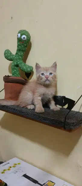 Kucing kitten/anak kucing Persia mix