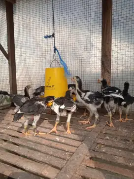 Jual anak ayam Bangkok