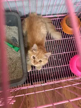 Kucing persia medium