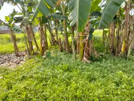 Dijual tanah dengan lingkungan nyaman,asri,aman dan harga terjangkau