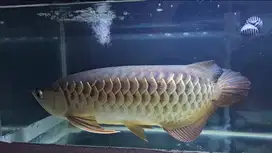 Golden Red jual BU