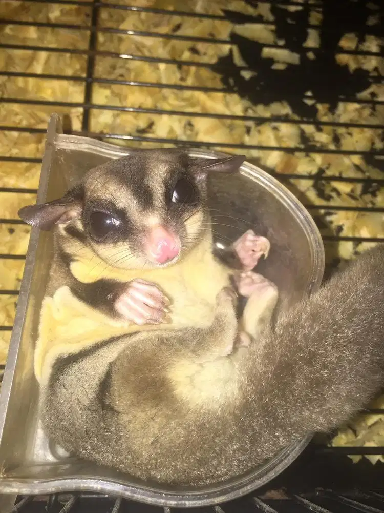 Sugar Glider Grey
