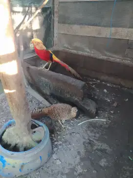 Sepasang ayam hias golden pheasant atau ayam hutan Tibet ori