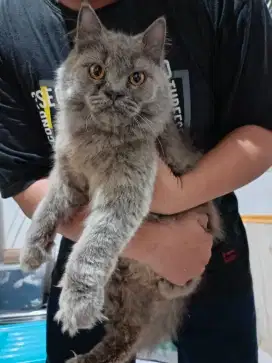 Kucing persia JANTAN full Abu ,, usia 10-11 bulan