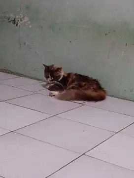 Cari loker, yang bisa pulang pergi,