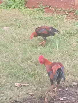 Dijual 2 ekor ayam kampung jago jangaran sdh bisa berkokok