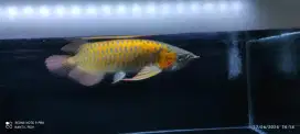 Ikan Arwana Super Red
