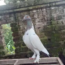 Merpati hiasan genting