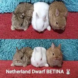 Anakan kelinci ND/Netherland Dwarf 2 bulan murah
