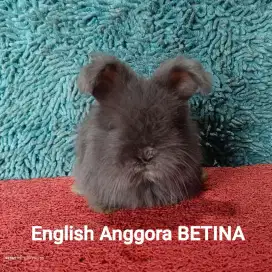 Anakan Kelinci English Anggora Usia 2 Bulan