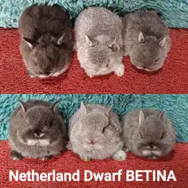Anakan kelinci Netherland Dwarf/ND usia 2 bulan warna favorite