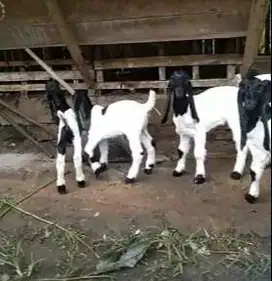 5 ekor bibit kambing etawa betina 3 bulanan ras kaligesing super puas