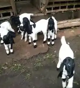 5 ekor bibit kambing etawa betina 3 bulanan ras PE kaligesing unggulan