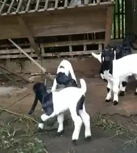 5 ekor bibit kambing etawa betina ras PE kaligesing 3 bulanan superan