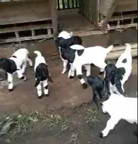 5 ekor bibit kambing etawa betina 3 bulanan ras PE kaligesing superan
