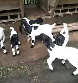 5 ekor bibit kambing etawa betina 3 bulanan ras PE kaligesing unggulan