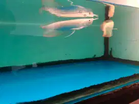 Arwana Silver Albino