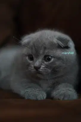 OPEN ADOPT KITTEN BSH