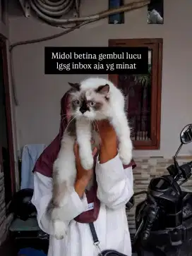 Kucing Himalaya mix Ragdoll betina
