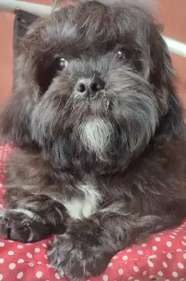 LOKASI BOGOR. Dijual anak anjing Shitzu x Poodle 4bulan