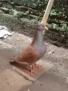 Burung merpati Bahan Kolongan