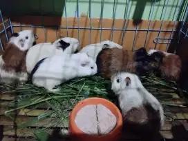 Marmut lokal dan hias