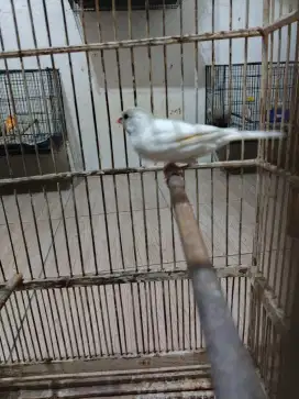 Kenari spek 3/4