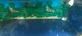 Aquarium ikan arwana