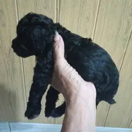Pudel jantan hitam 1 bulan 3 minggu