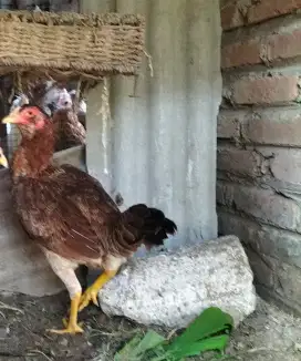 Ayam Pama betina siap produk