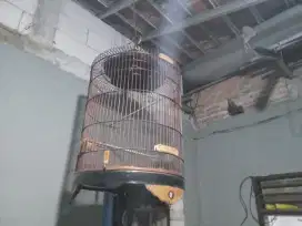 Kandang / sangkar burung murai no 1 kuat dan kokoh