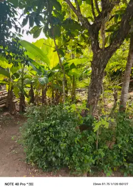Dijual murah tanah pekarangan di daerah Bambang Lipuro, Kab. Bantul