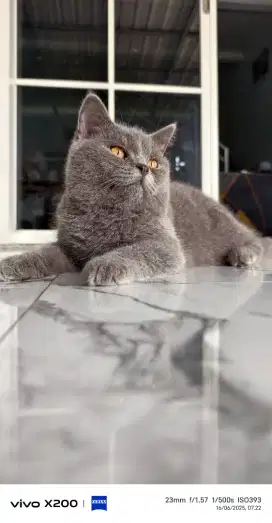 BSH male usia 5 bulan
