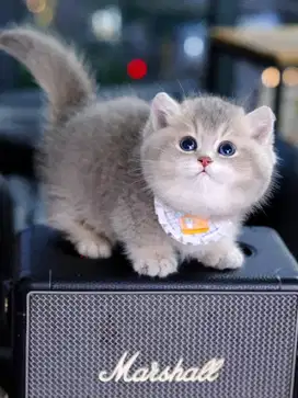 munchkin bsh import