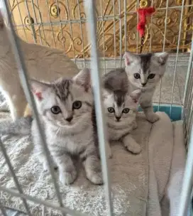 Kitten BSH pure lucu banget Pure