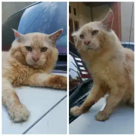 Kucing Mainecoon Pure Jantan Keren bigbone