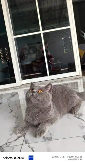 BSH Jantan nonped