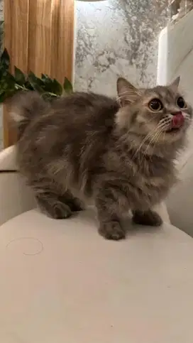 Kucing kitten munchkin 1 tahun