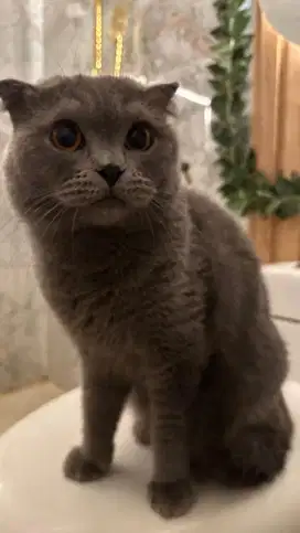 Kucing kitten bsh Scottish fold blue solid jantan