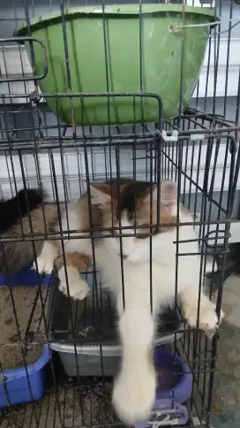 Kucing anggora medium