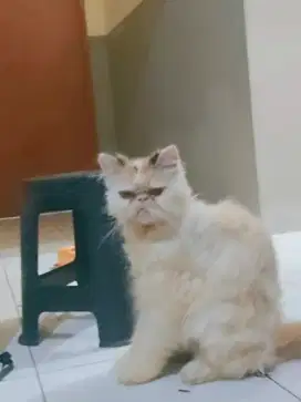 Kucing peaknose betina