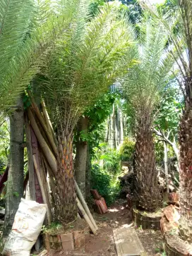 Palem kenari silvertis batang 1,5 meter - palem kenari silver