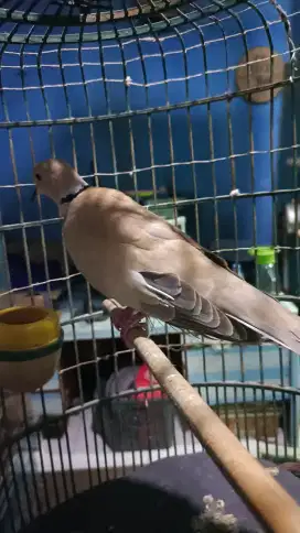 Puter pelung muda belajar bunyi udah rajin, video ready
